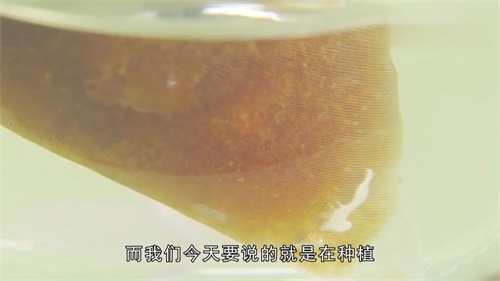 吃胖大海副作用是什么？