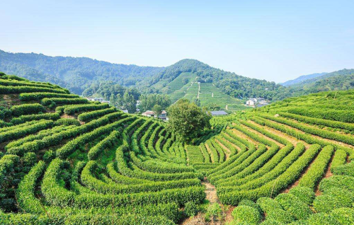 西湖龙井的鉴别