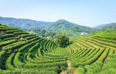  西湖龙井的鉴别 西湖龙井的鉴别