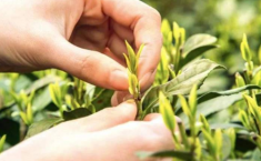  西湖龙井 冲泡 冲泡西湖龙井需要多高水温