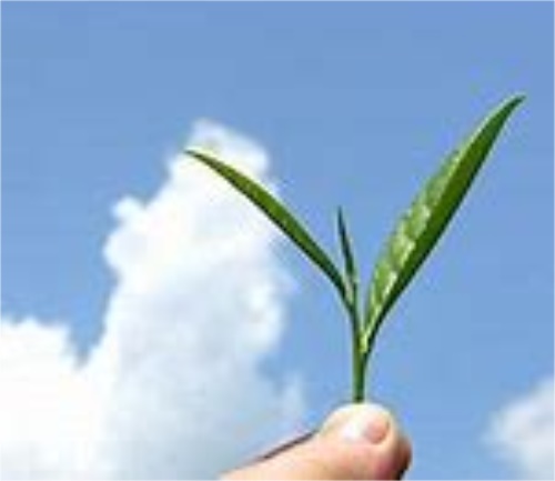 西湖龙井茶的弊端