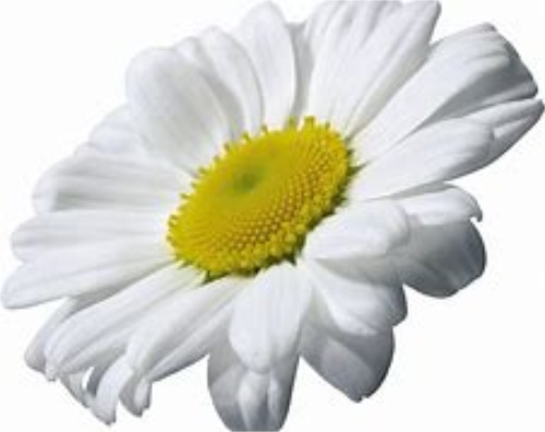 野菊花茶的价格