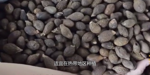 怎样辨别胖大海的好坏？