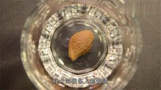  夏季喝胖大海茶的几种禁忌 有几种？胖大海的禁忌与作用