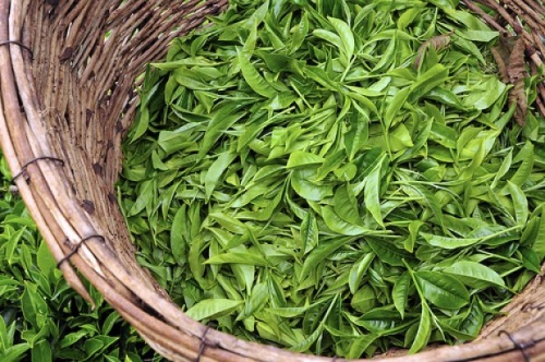 怎样鉴别六安瓜片茶叶的颜色