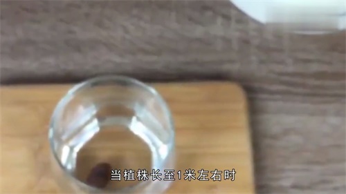 总喝胖大海有什么副作用？