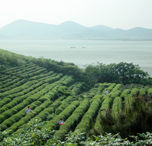 东鹏菊花茶的批发价格