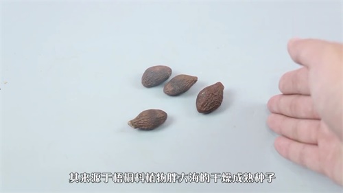 常喝胖大海茶的坏处
