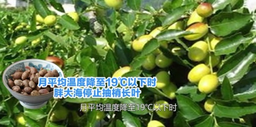 常喝胖大海茶的坏处