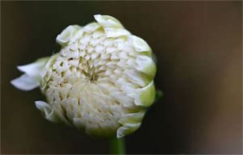 血菊花茶的价格