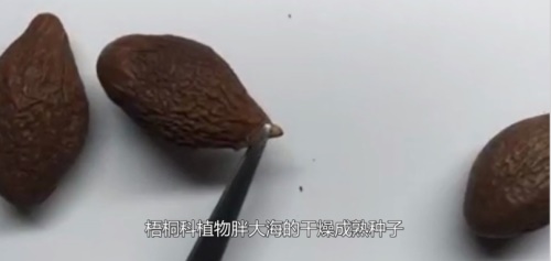 常喝胖大海茶的害处