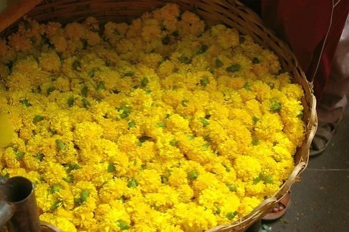 深宝菊花茶的价格