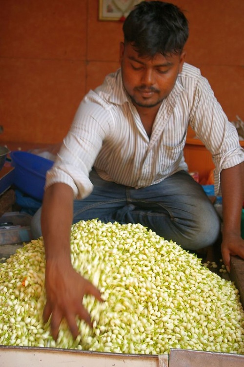 野菊花茶的价格