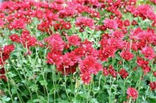  桂圆柠檬菊花茶的功效与禁忌有好多种？喝菊花茶的禁忌与益处