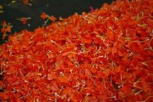  桂圆红枣菊花茶的作用及禁忌喝菊花茶的禁忌与益处