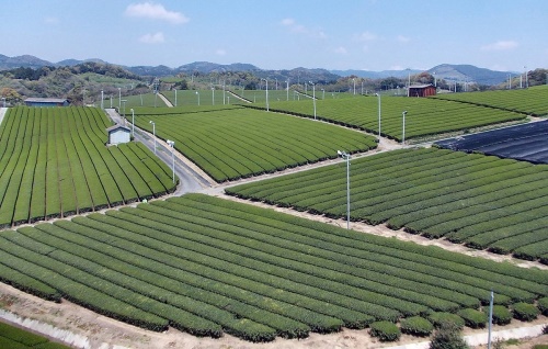 枸杞菊花茶的禁忌