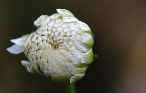 菊花茶的功效与禁忌 冲泡方法