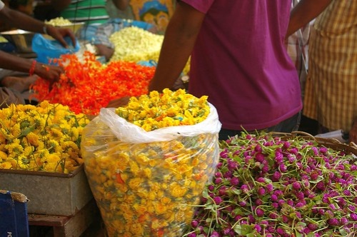 菊花茶的品种和价格