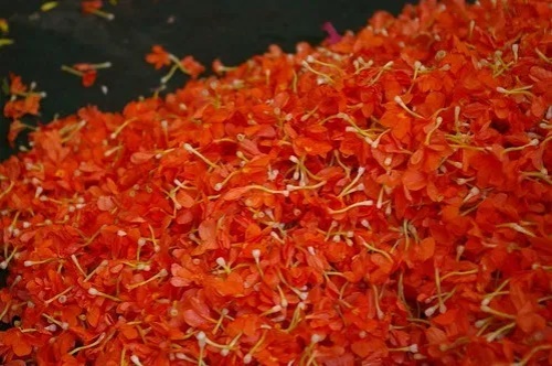 黄金蕊菊花茶的价格