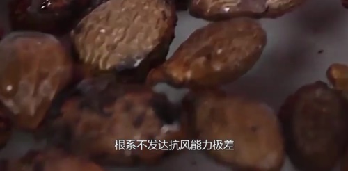 胖大海的功效与作用及食用方法