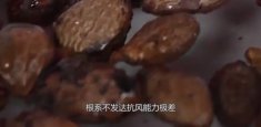  胖大海的功效与作用及食用方法有几种？胖大海的功效与作用简