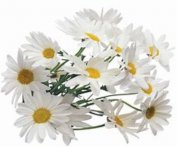  喝菊花茶的功效与禁忌有多少种？菊花茶的禁忌与功效作用