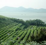  干柠檬菊花茶的功效与作用及禁忌是什么？菊花茶的禁忌与功效作用