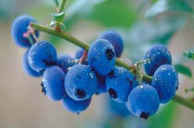  蓝莓美味又有营养 蓝莓一天可以吃多少