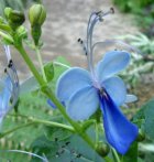  蓝蝴蝶花如何培养 蓝蝴蝶花种植的教程